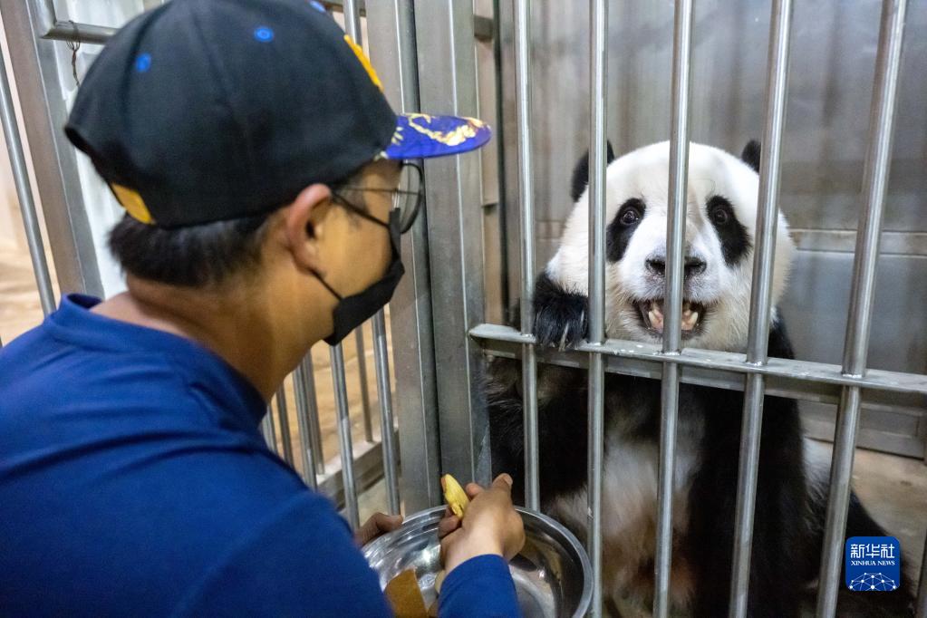 パンダにとっての「イクメンパパ」？愛情注ぎ8年　マレーシア