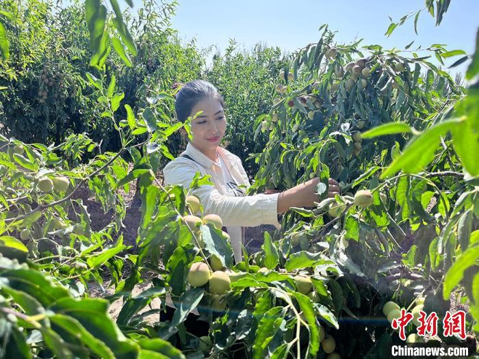 収穫季を迎えた國(guó)家地理的表示製品「トムシュク?ナツメ」　新疆