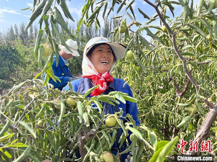 収穫季を迎えた國家地理的表示製品「トムシュク?ナツメ」　新疆