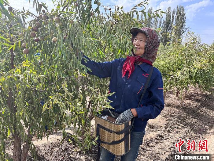 収穫季を迎えた國家地理的表示製品「トムシュク?ナツメ」　新疆