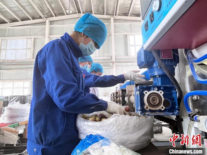 収穫季を迎えた國家地理的表示製品「トムシュク?ナツメ」　新疆