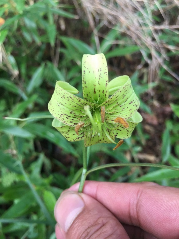リリウム?ファルゲシーの花弁（提供?重慶陰條嶺國(guó)家級(jí)自然保護(hù)區(qū)管理センター）