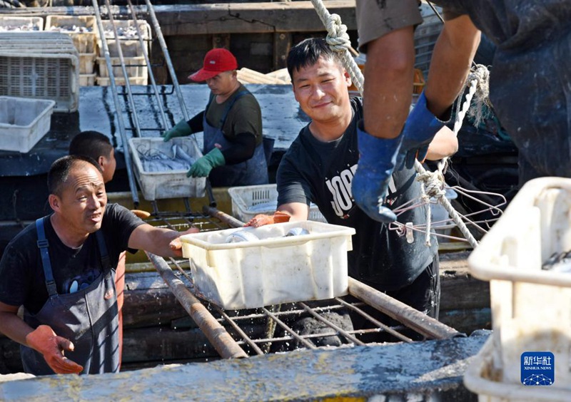 大漁だ！秋の漁解禁で魚を満載した船が続々帰港　山東省青島