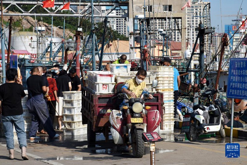 大漁だ！秋の漁解禁で魚を満載した船が続々帰港　山東省青島