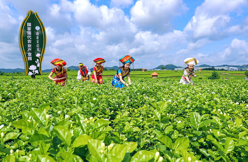 ジャスミンの花が作り上げた街?広西橫州市