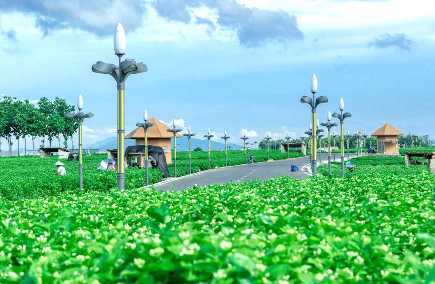 ジャスミンの花が作り上げた街?広西橫州市