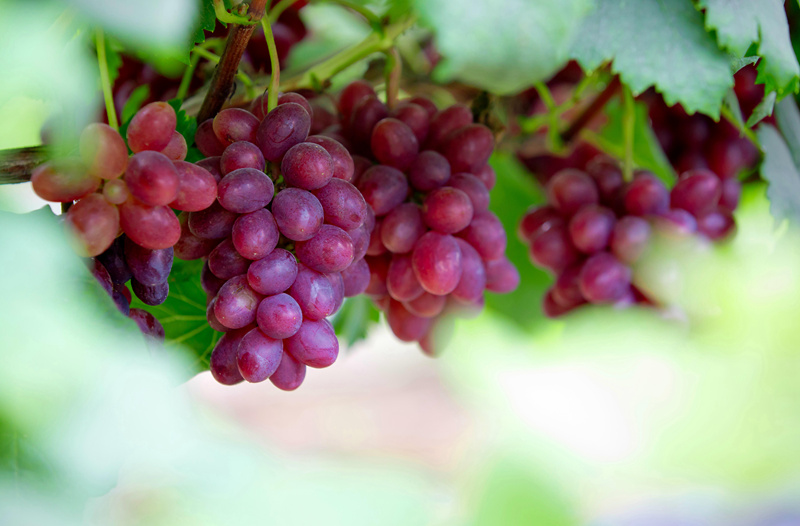 特色産業(yè)の発展強(qiáng)化で農(nóng)村振興をけん引　広西南寧