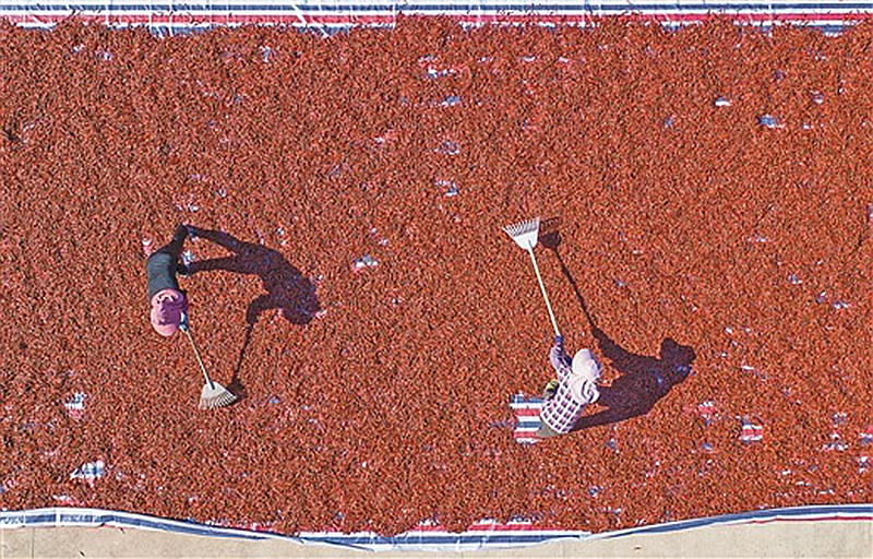 特色産業(yè)の発展強化で農(nóng)村振興をけん引　広西南寧