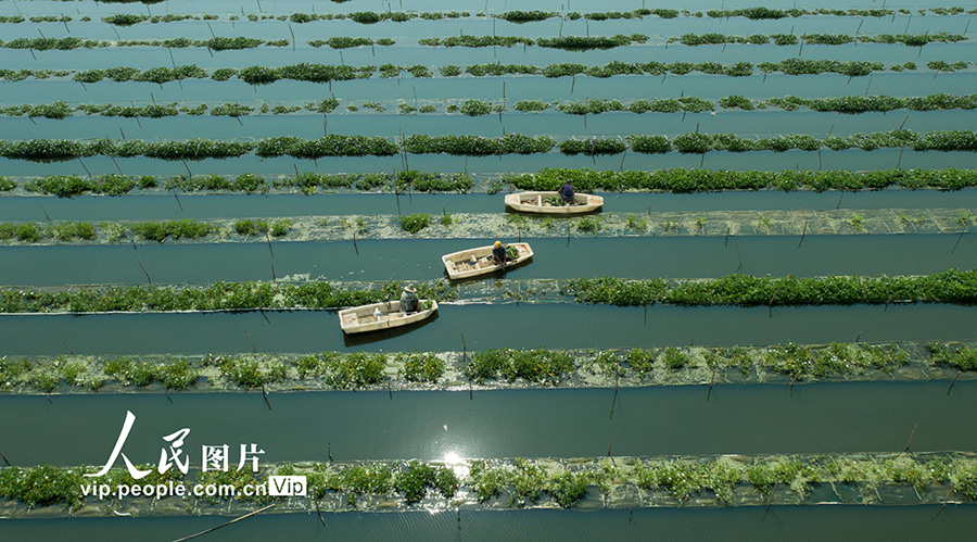 江西省新余市渝水區(qū)姚圩鎮(zhèn)の魚類?野菜共生栽培養(yǎng)殖基地でボートを操りながら、空心菜の収穫を行う農(nóng)民（撮影?趙春亮）。