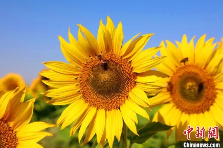 1萬ムーの桃畑に植えられた3千ムー近いひまわりが一斉に開花シーズンを迎えた新疆ウイグル自治區(qū)鉄門関市焉耆墾區(qū)（撮影?白克斌）。