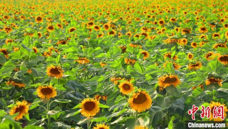 金色の大海原のように咲くひまわりの花　新疆