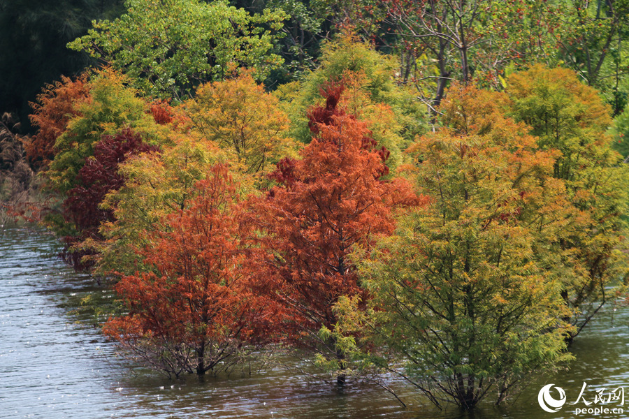 東山環(huán)廊のラクウショウが「秋服」に衣替え　福建省アモイ