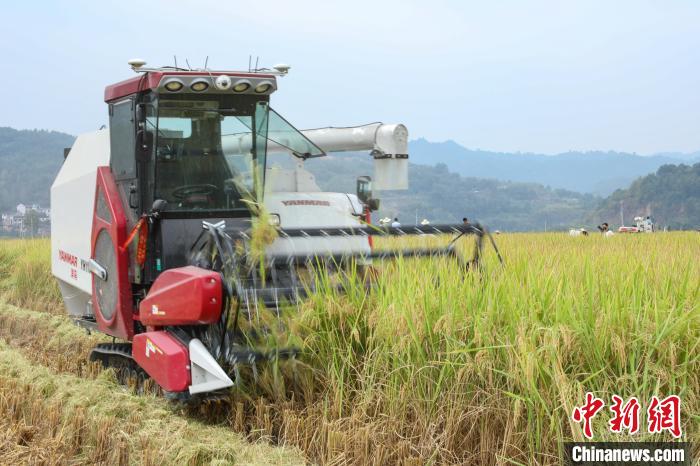貴州省初の水稲「無(wú)人農(nóng)場(chǎng)」が豊作迎える