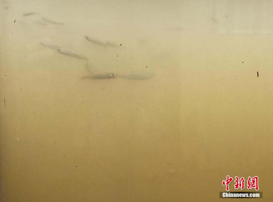 臺(tái)風(fēng)通過後、「洪水予防の神器」で水遊びや魚観賞を楽しむ市民　　浙江省余姚市