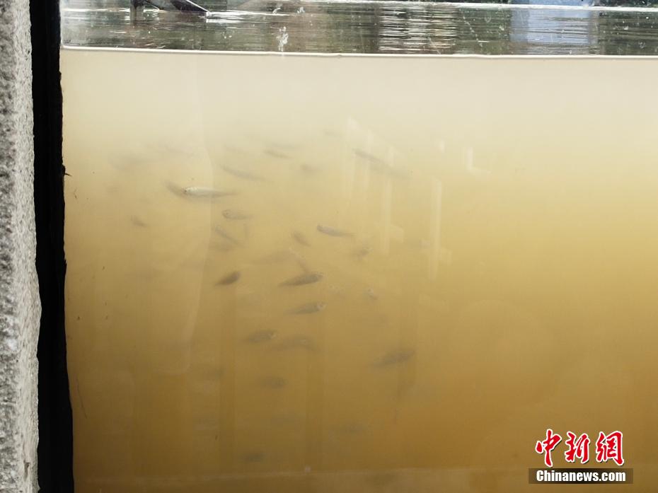 臺風(fēng)通過後、「洪水予防の神器」で水遊びや魚観賞を楽しむ市民　　浙江省余姚市