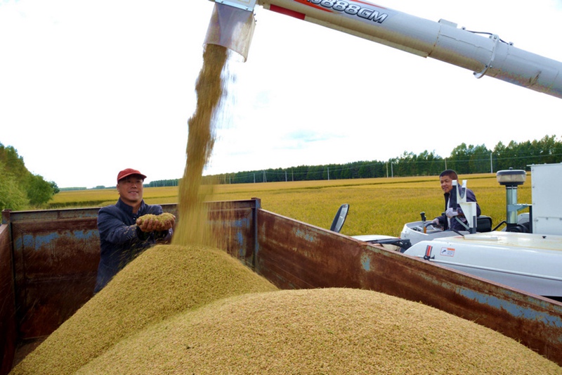 豊作迎え、笑顔の花咲く黒竜江省