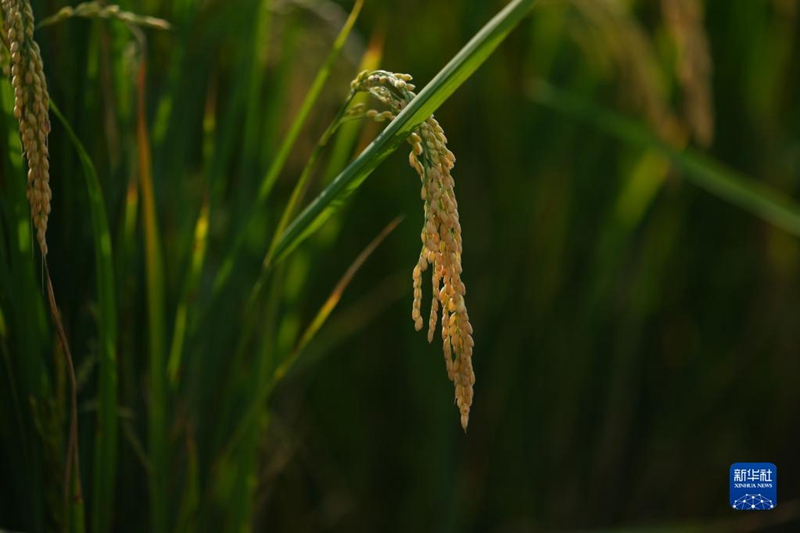 実りの秋の中國(guó)、田畑1133萬(wàn)3333ヘクタールで収穫完了　進(jìn)捗度は13.3％