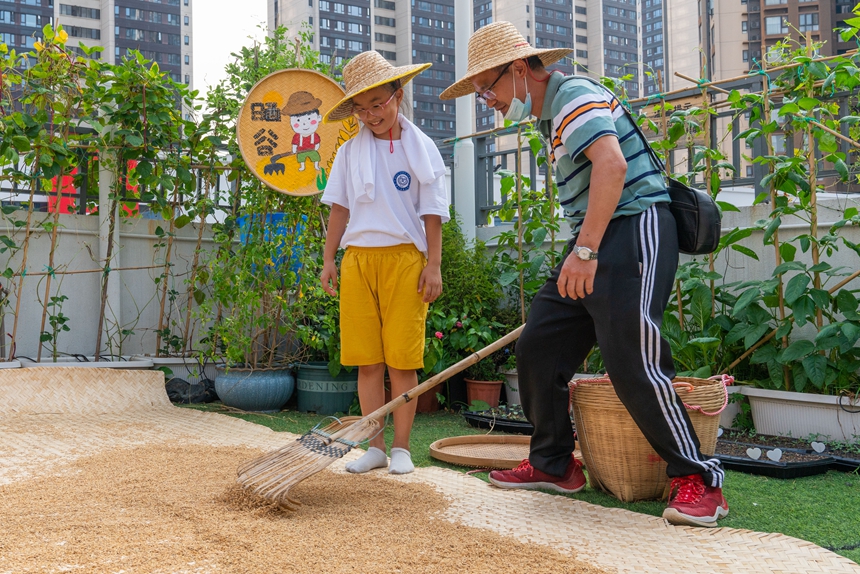 稲穂が色づく秋に稲刈りに勤しむ生徒たち　広東省深セン