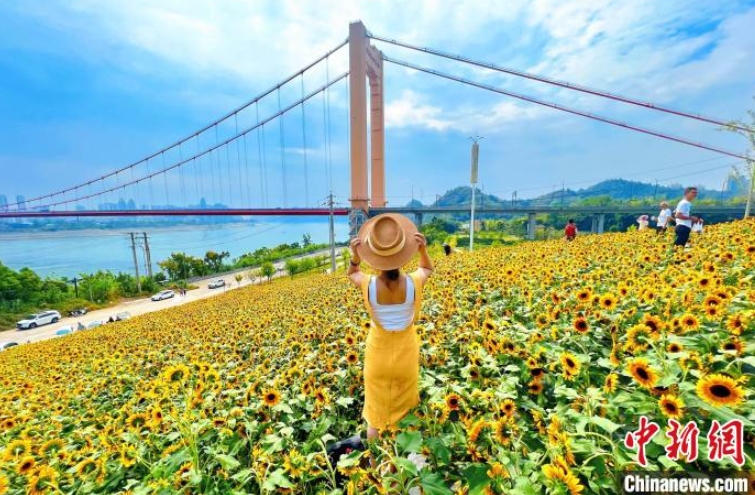 観光客を魅了する川沿いに広がるひまわり畑　湖北省宜昌市