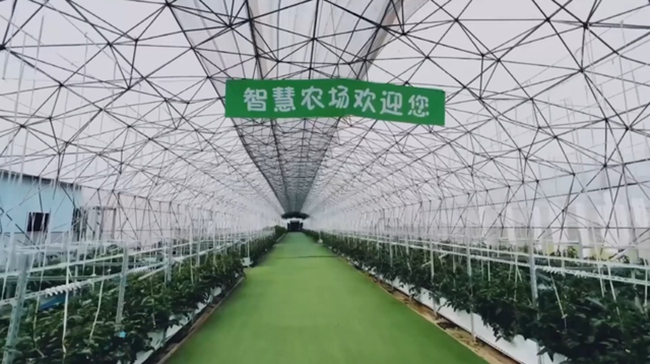 「空中」で栽培される野菜や果物