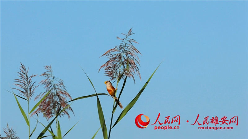 雄安白洋淀で國(guó)家二級(jí)重點(diǎn)保護(hù)野生鳥(niǎo)類(lèi)「カオジロダルマエナガ」を確認(rèn)　河北省