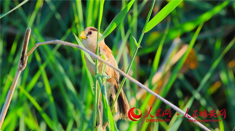 雄安白洋淀で國家二級重點保護(hù)野生鳥類「カオジロダルマエナガ」を確認(rèn)　河北省