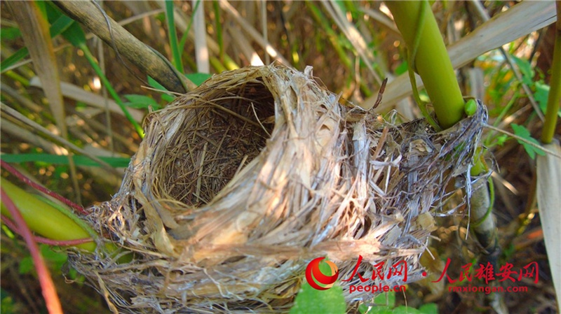 雄安白洋淀で國家二級重點保護野生鳥類「カオジロダルマエナガ」を確認　河北省