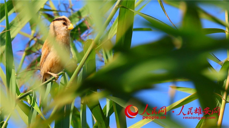 雄安白洋淀で國(guó)家二級(jí)重點(diǎn)保護(hù)野生鳥類「カオジロダルマエナガ」を確認(rèn)　河北省