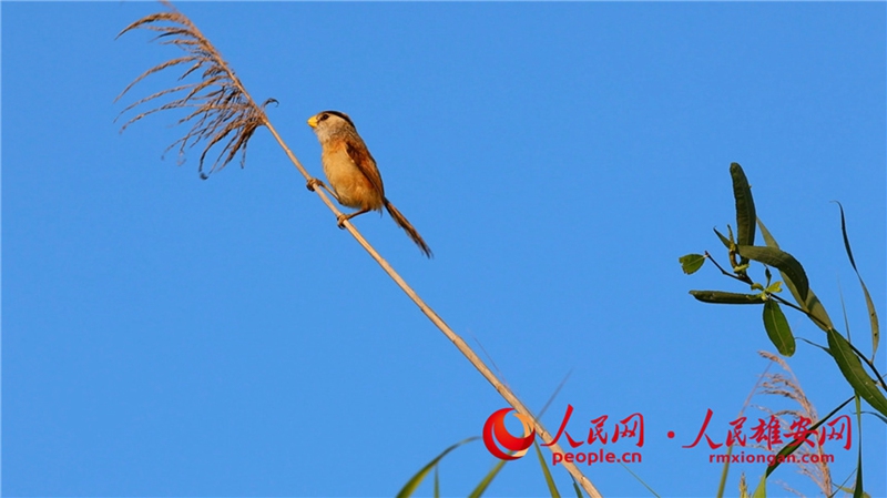 葦にとまって遠(yuǎn)くを眺めるような様子を見(jiàn)せるカオジロダルマエナガ（撮影?高騰）。