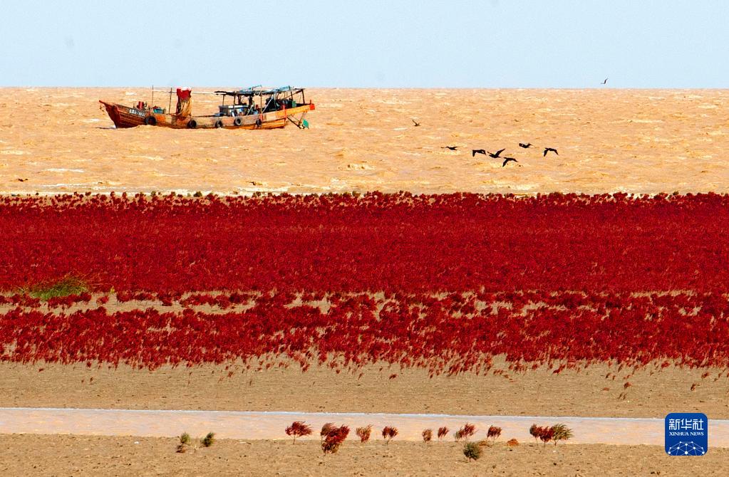 黃河の水の統(tǒng)一した調(diào)整により復(fù)活した濕地（9月18日撮影?范長(zhǎng)國(guó)）。