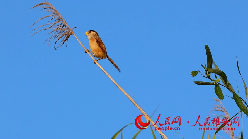 葦にとまって遠(yuǎn)くを眺めるような様子を見(jiàn)せるカオジロダルマエナガ（撮影?高騰）。