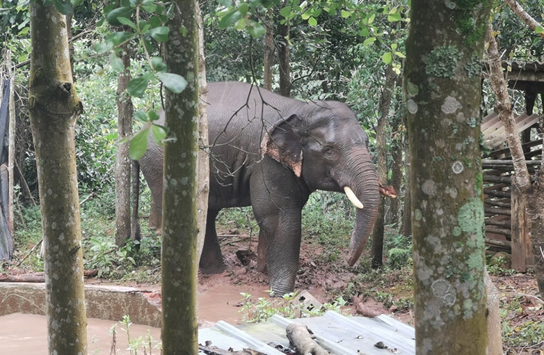 貯水池に落ちた體重2.5トンのアジアゾウを無事救出　雲(yún)南省
