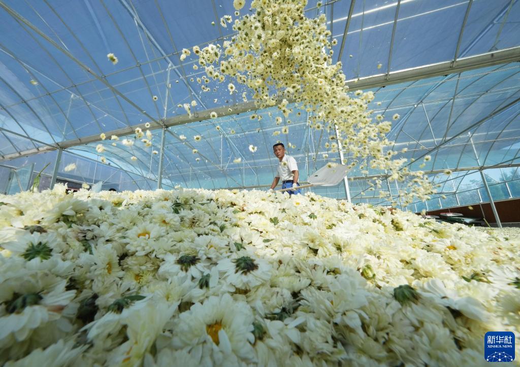 「太行菊」の芳香漂う農(nóng)村振興への道　河北省石家荘
