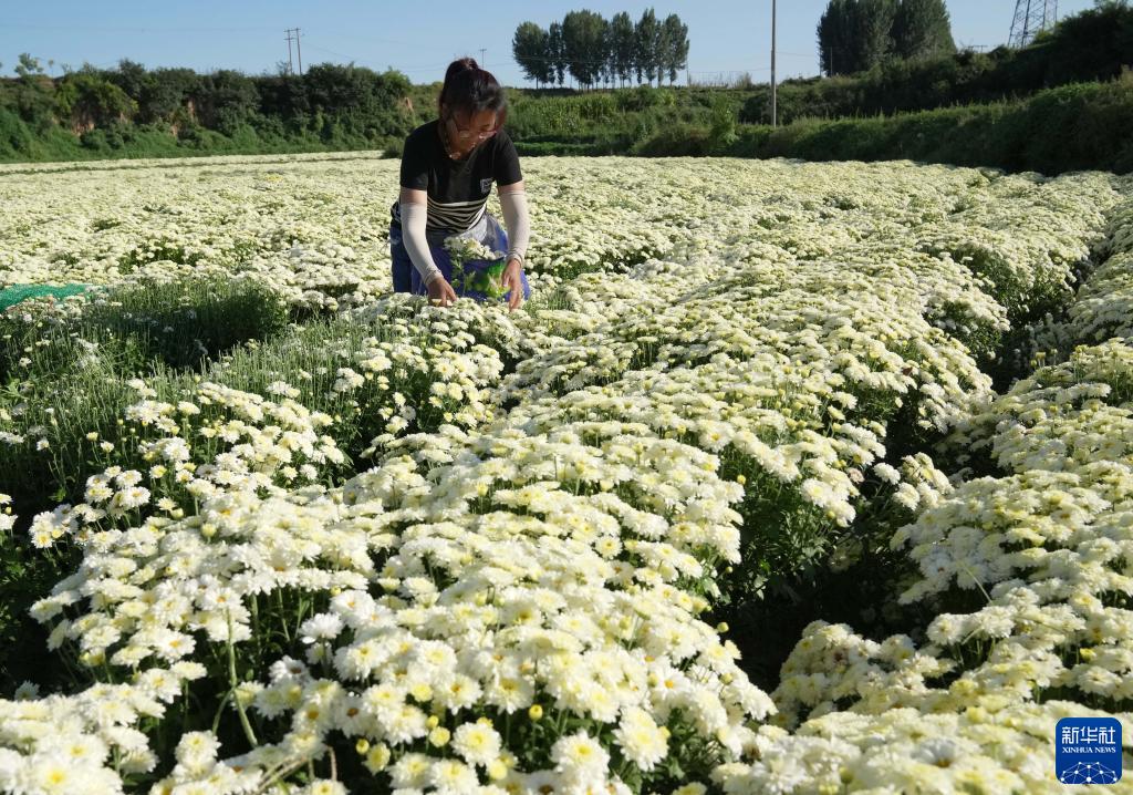 「太行菊」の芳香漂う農村振興への道　河北省石家荘
