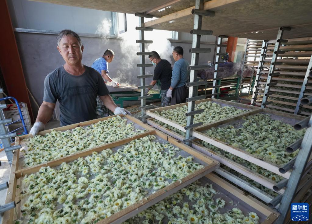 「太行菊」の芳香漂う農(nóng)村振興への道　河北省石家荘