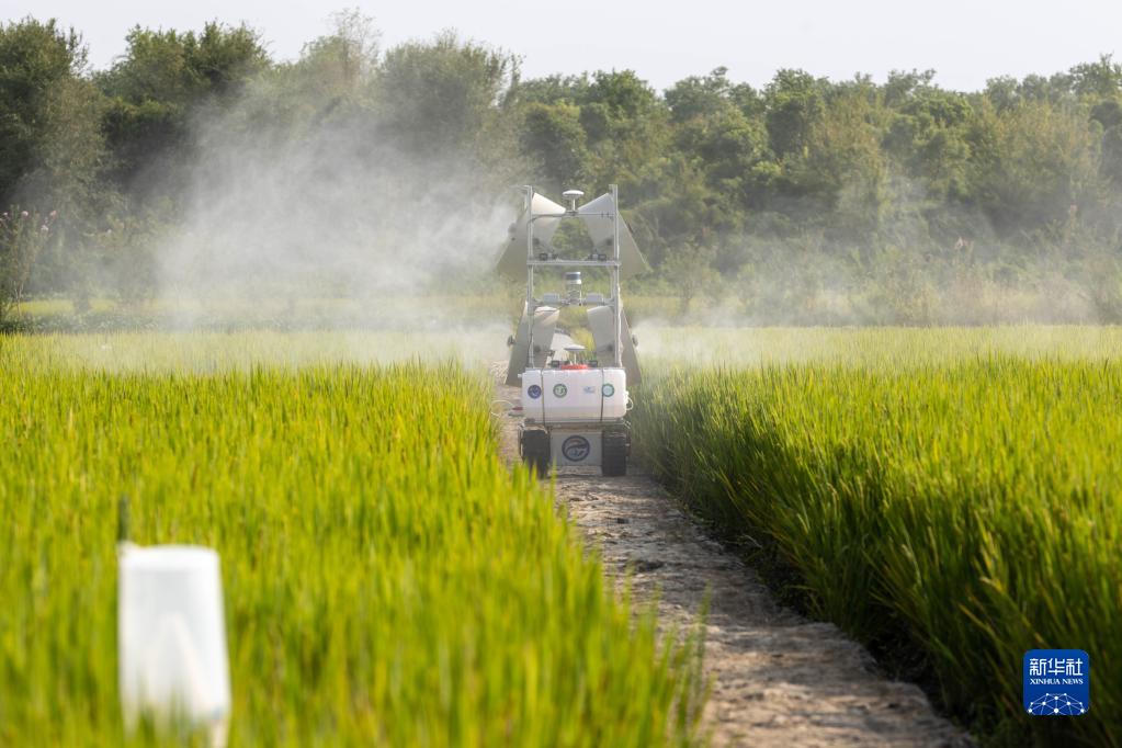 上海土是寶農(nóng)業(yè)専業(yè)合作社のデジタル農(nóng)場で、中國移動通信「5G +北斗高精度測位」技術(shù)を用いて農(nóng)業(yè)機械の作業(yè)範(fàn)囲を計畫通りに達(dá)成するスマート変量散布ロボット（9月22日撮影?王翔）。