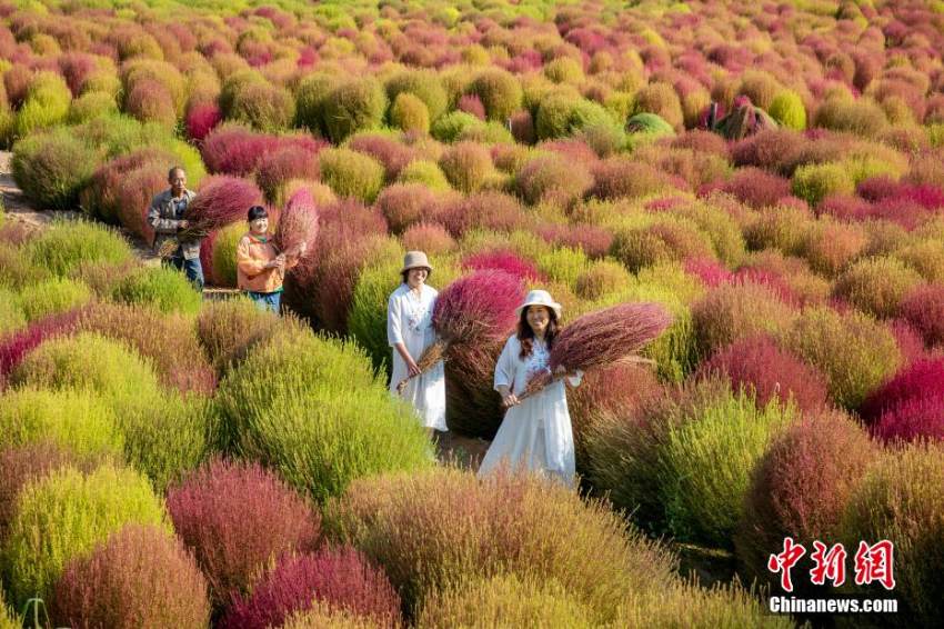 どこまでも広がるコキアが富をもたらす新産業(yè)に 山西省柳林　