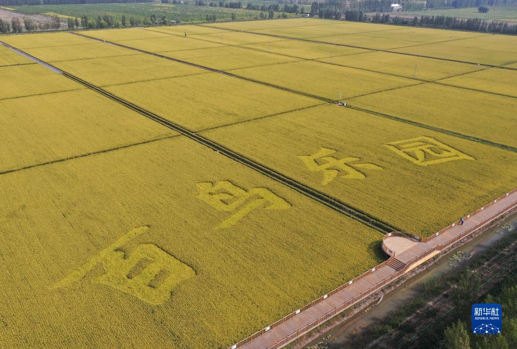9月24日、雄安新區(qū)安新県大王鎮(zhèn)にある「魚と米の里」ハイブリッド型水稲生態(tài)モデルエリアの水田（ドローンによる撮影?朱旭東）