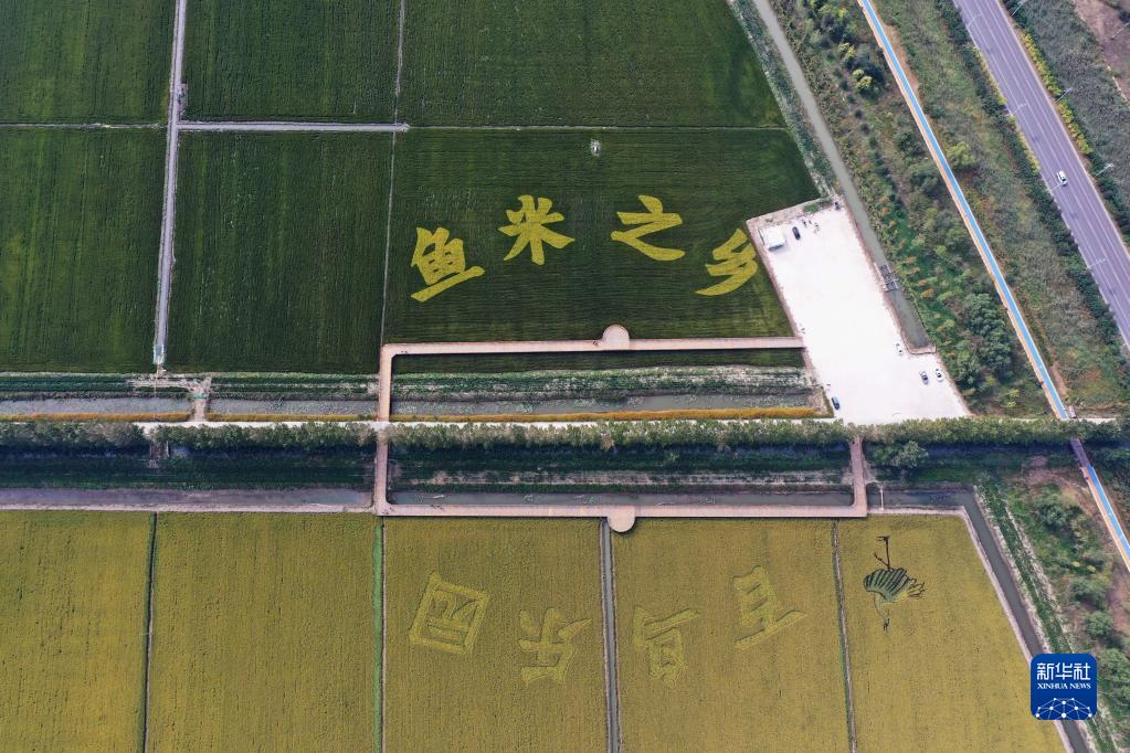 実りの時期を迎えた白洋淀畔　雄安新區(qū)