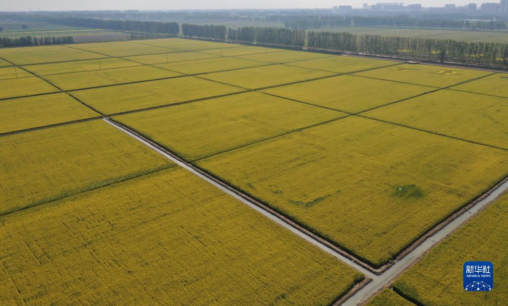 実りの時期を迎えた白洋淀畔　雄安新區(qū)