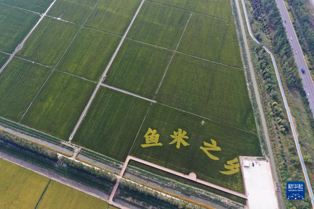 実りの時期を迎えた白洋淀畔　雄安新區(qū)