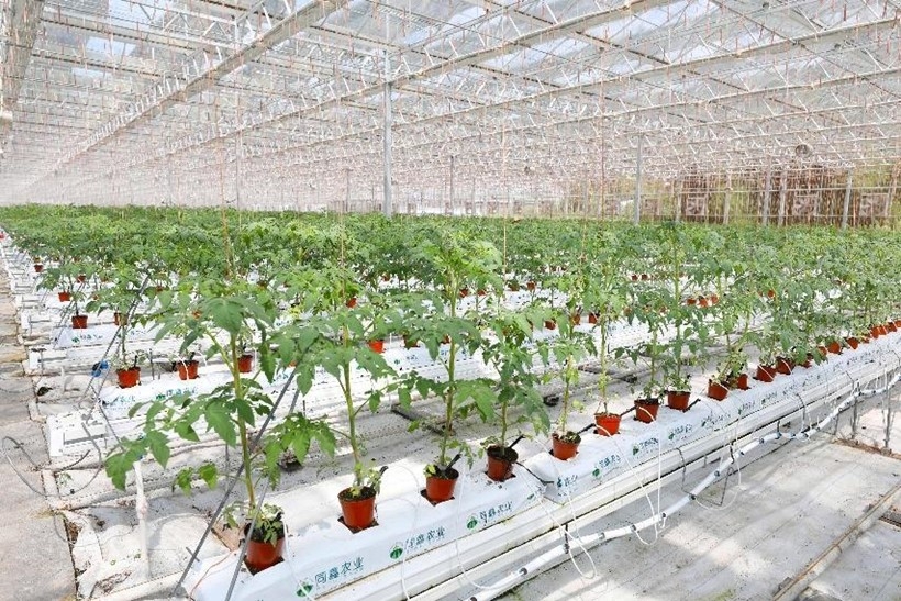 中國の農(nóng)業(yè)が質(zhì)の高い発展に向かって歩みを加速