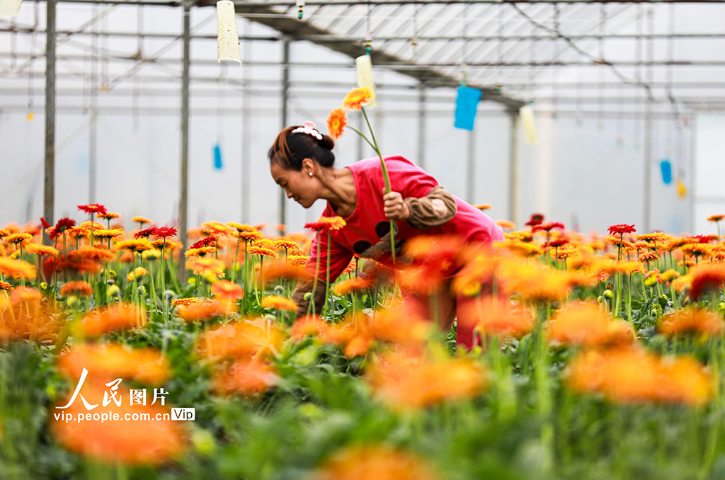 農(nóng)村振興を後押しする「生花経済」　貴州省
