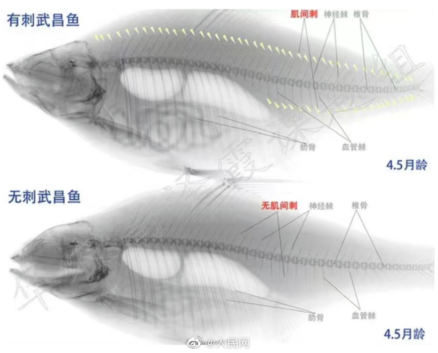 小骨の少ない武昌魚(yú)の育種に成功　湖北省武漢市