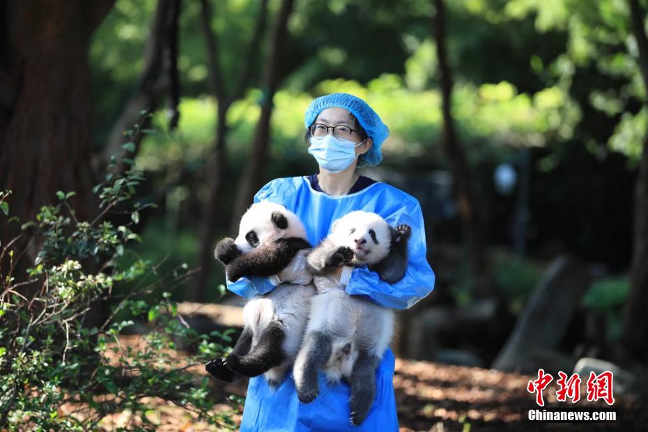 2022年生まれの赤ちゃんパンダ13頭が勢(shì)揃い　四川省成都