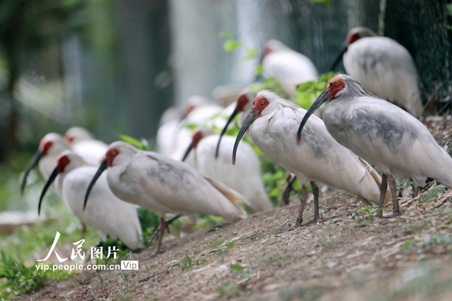 浙江省湖州市徳清県で人工繁殖されたトキ（撮影?謝尚國）。
