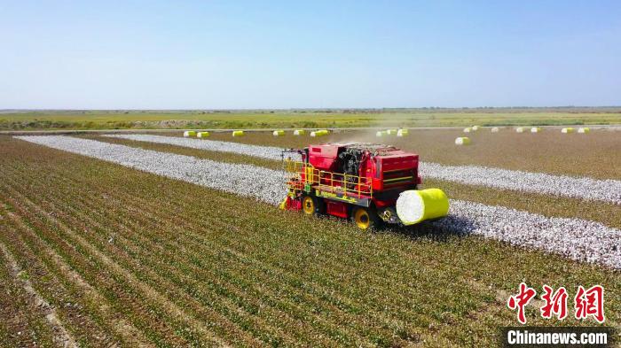 新疆?巴州の綿花畑350萬ムーが収穫期　機(jī)械化進(jìn)み壯大な眺め