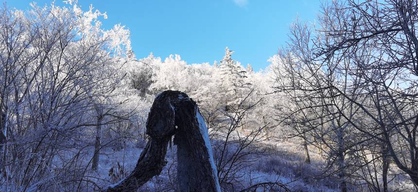 木々の梢にも美しく雪化粧　黒竜江?鳳凰山に初雪
