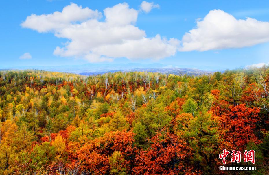 色とりどりに染まる晩秋の森　內(nèi)モンゴル大興安嶺