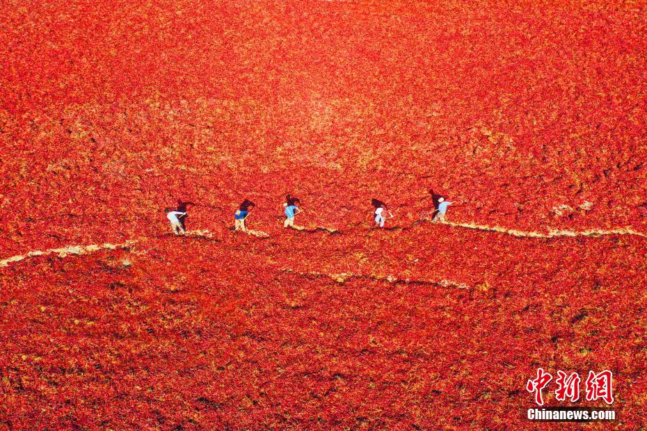 まるでレッドカーペット！上空から撮影した唐辛子の豊作風(fēng)景　新疆